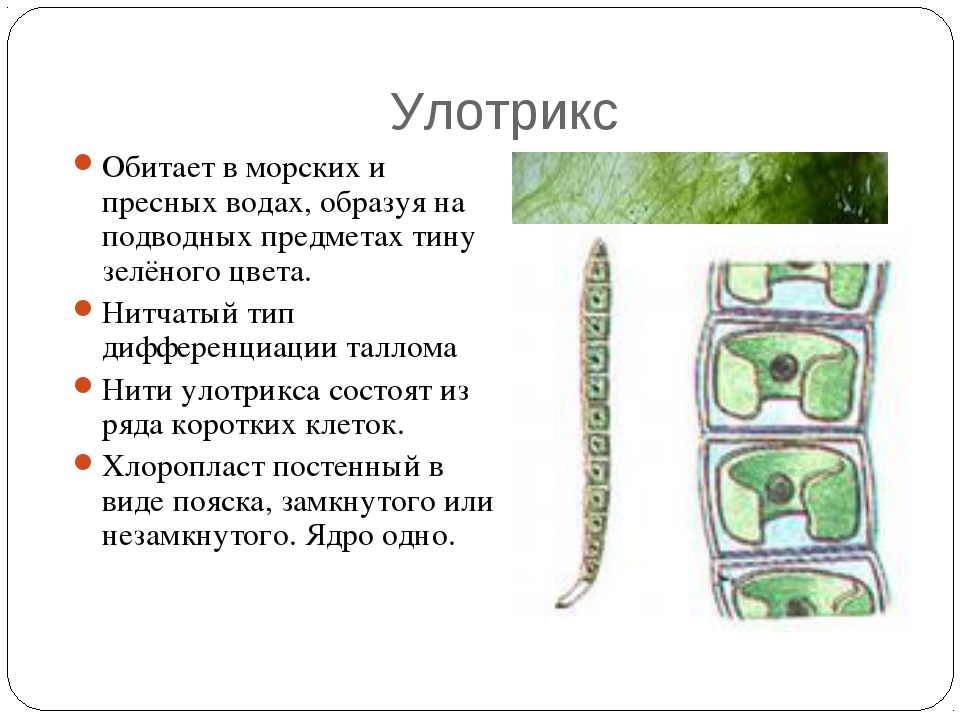 Водоросли 6 класс биология презентация