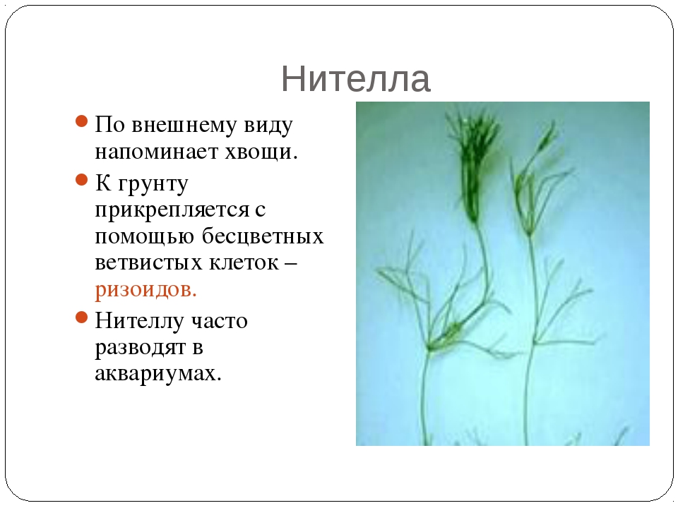 Нителла среда обитания. Харовые водоросли Хара. Нителла водоросль строение. Харовые водоросли нителла. Зелёные водоросли нителла.