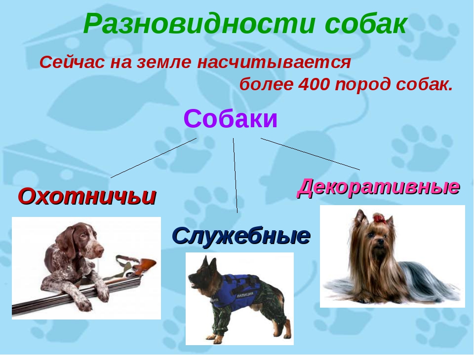 Окружающий мир про собаку. Собака для презентации. Презентация на тему собаки. Породы собак презентация. Проект породы собак.