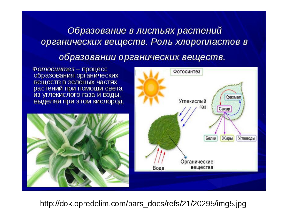 Презентация биология 6 класс фотосинтез растений