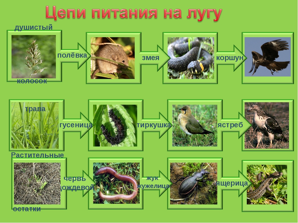 Как человек использует луг заполни схему луг человеку