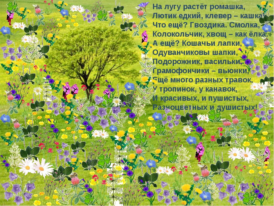 Группа цветы и природа