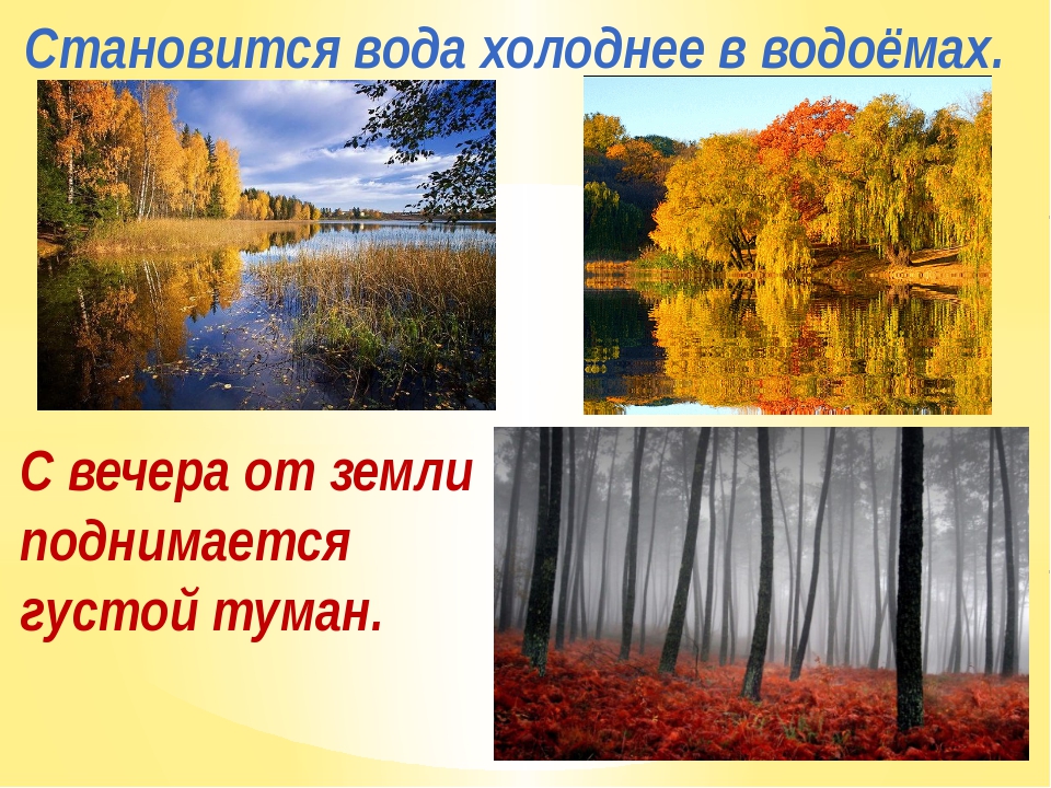 Осеннего неживой природы. Осенние изменения в природе. Изменения в живой природе осенью. Осенние изменения в неживой природе. Осенние явления в живой природе.