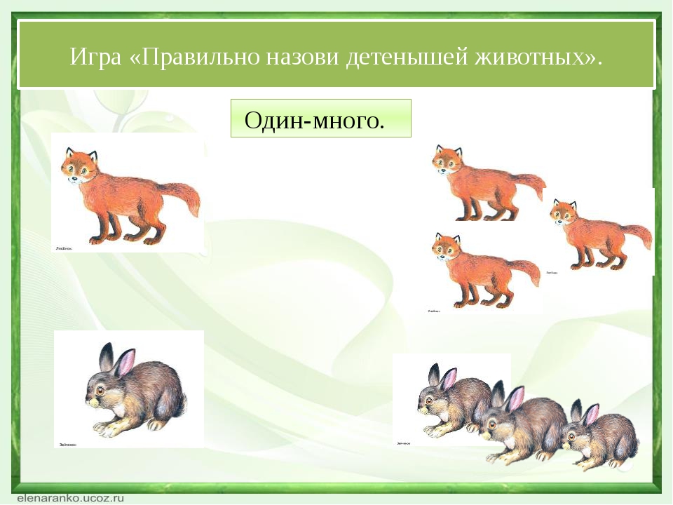 Назови детенышей животных презентация