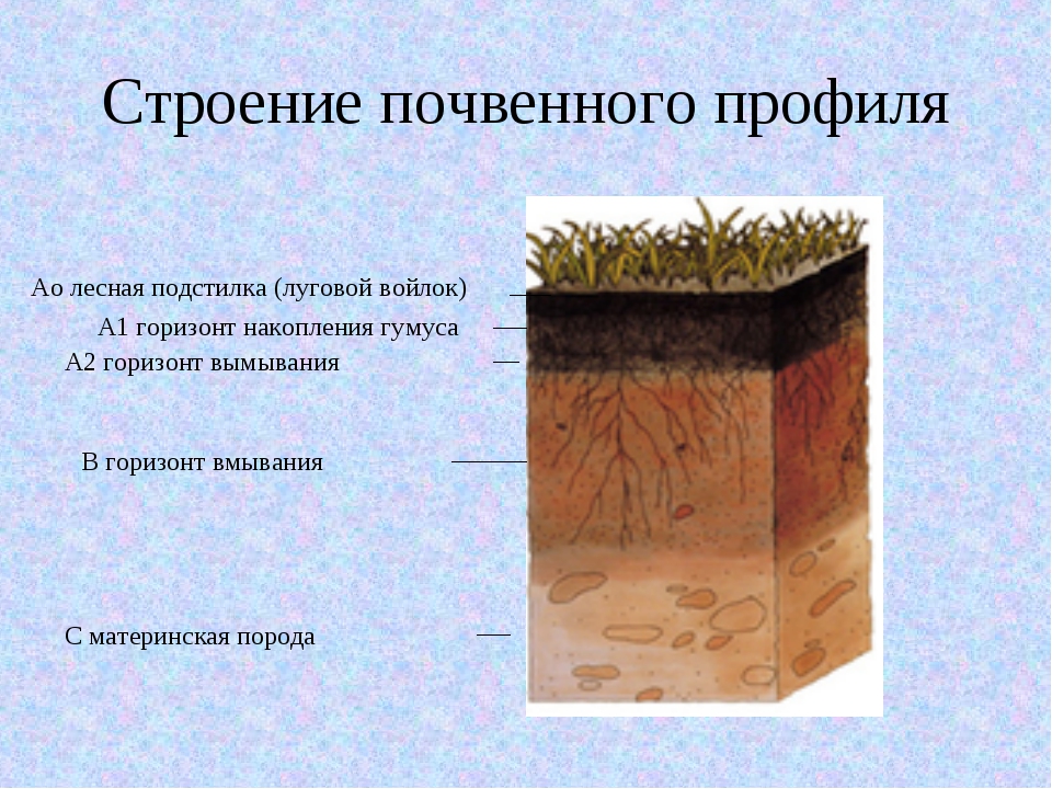 По рисунку 203 расскажите об отличиях подзолистых почв и черноземов география 6 класс кратко