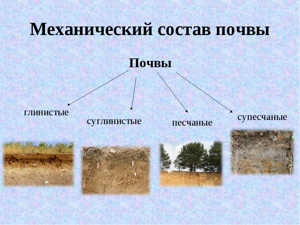 Механические части почвы. Механический состав почвы виды. Механ состав почвы. Механический состав почвы и структура почвы. Механический состав почв России.