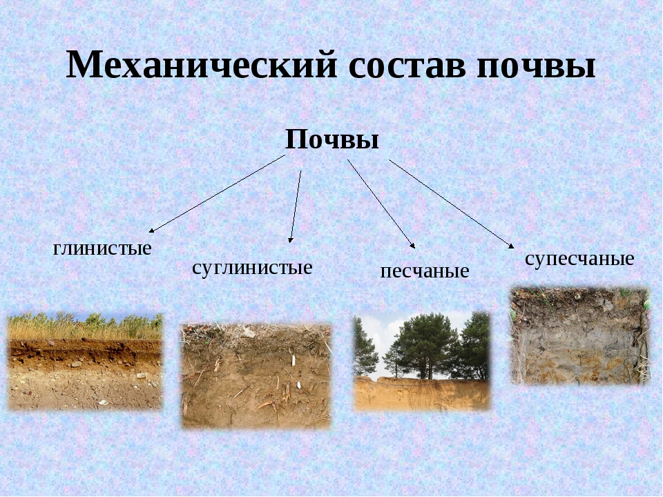 Почва пример. Механический состав суглинистой почвы. Механический состав почвы. Механический состав глинистой почты. Механ состав почвы.