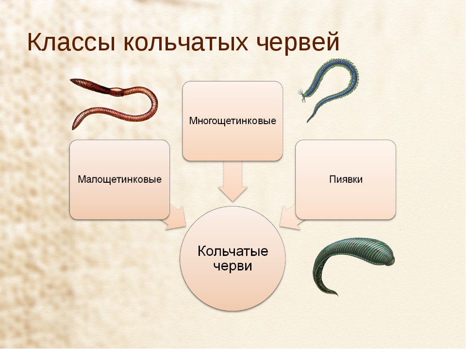 Тип кольчатые классы. Кольчатые черви представители таблица. Кольчатые черви органы чувств 7 класс. Тип кольчатые черви 7 класс биология. Биология 7 класс Тип круглые черви и Тип кольчатые черви.