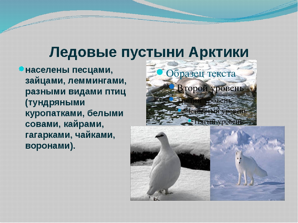 Арктика 4 класс окружающий мир. Презентация про животных Арктики. Окружающий мир животные Арктики. Живые организмы в Арктике. Животные арктических пустынь презентация.