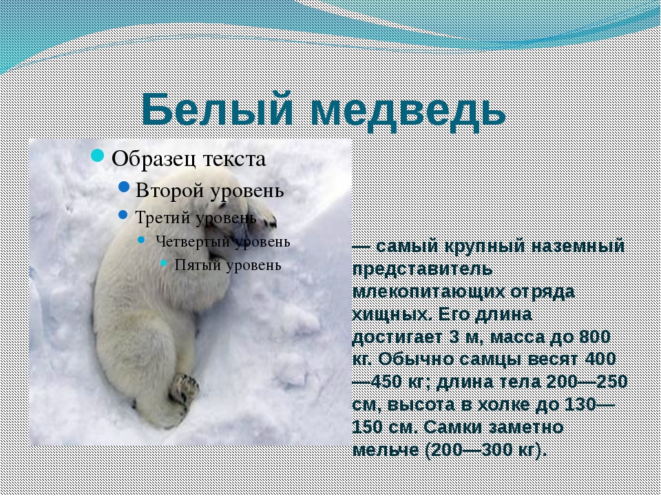 каждом картинки среда обитания белого медведя дело