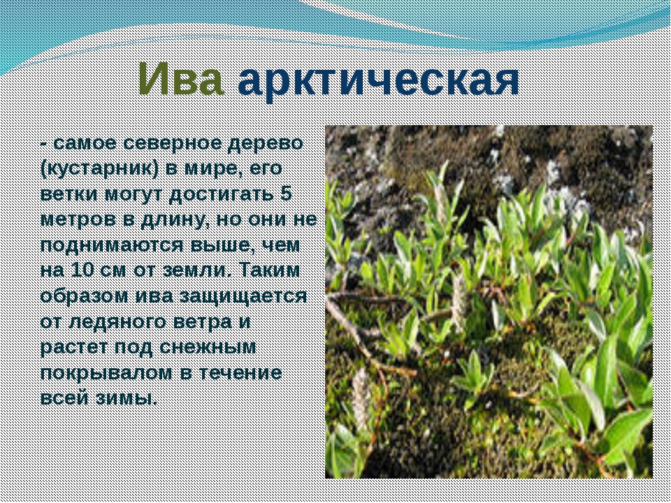 Природная зона ивы. Интересные факты о кустарниках. Растения севера доклад. Карликовая Ива сообщение. Растения Арктики с описанием.