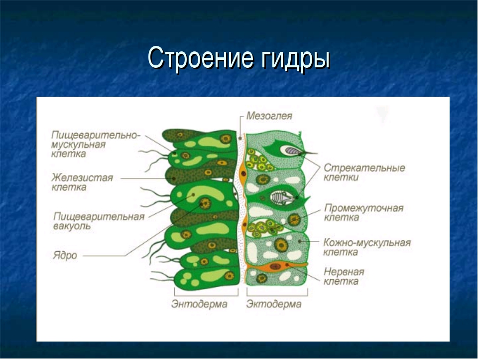 Клетки кишечнополостных. Гидра Пресноводная строение клетки. Строение наружного и внутреннего слоев тела гидры. Строение стенки тела гидры. Строение тканей гидры.