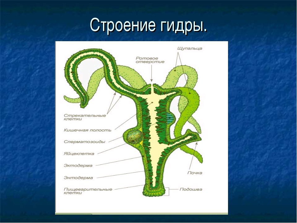 Особенности строения гидры. Гидра Пресноводная строение. Пресноводный полип гидра строение. Внешнее строение пресноводной гидры. Внутреннее строение гидры пресноводной.