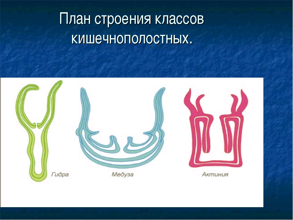 Пищеварение у гидры. Кишечнополостные строение. Строение Кишечнополостны. План строения кишечнополостных. Строение полипа кишечнополостных.