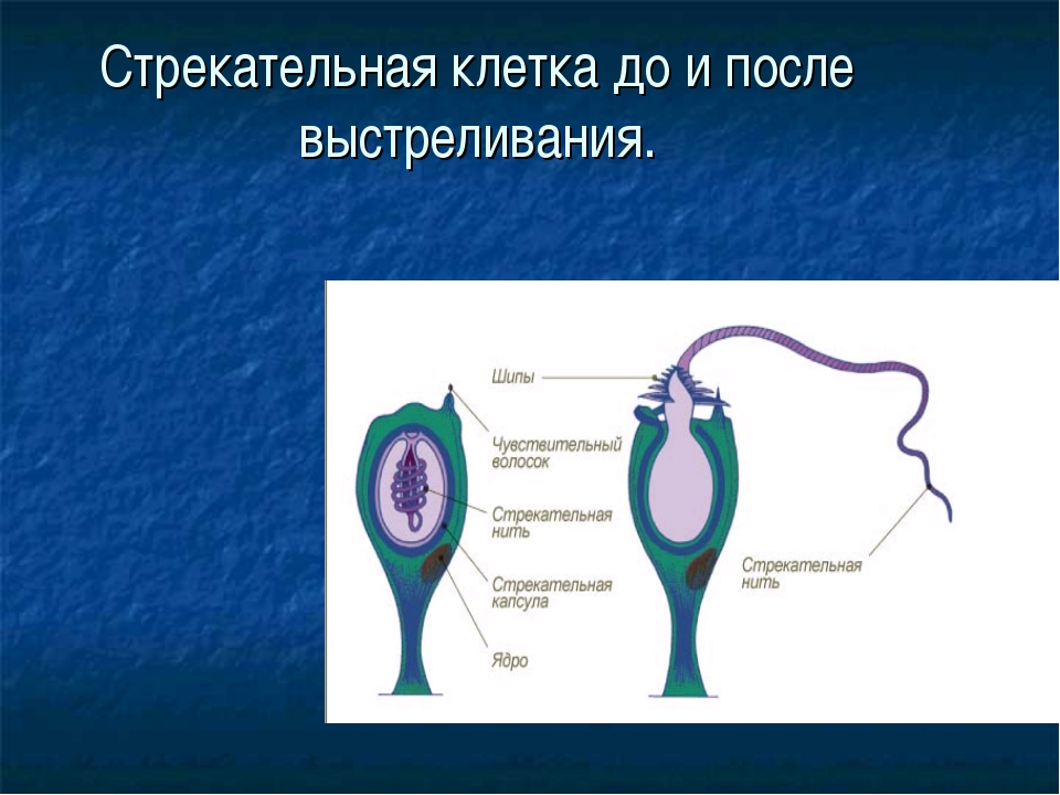 Стрекательные клетки гидры. Строение стрекательной клетки гидры. Стрекательные клетки кишечнополостных. Строение стрекательной клетки кишечнополостных. Схема строения стрекательной клетки.