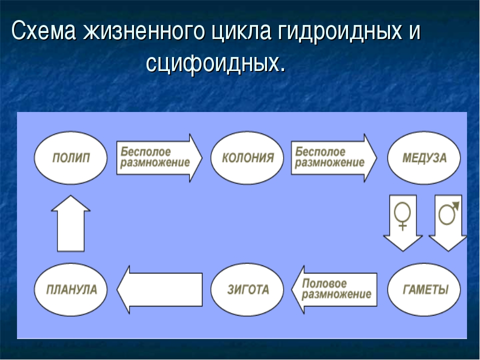 План презентации по биологии 7 класс