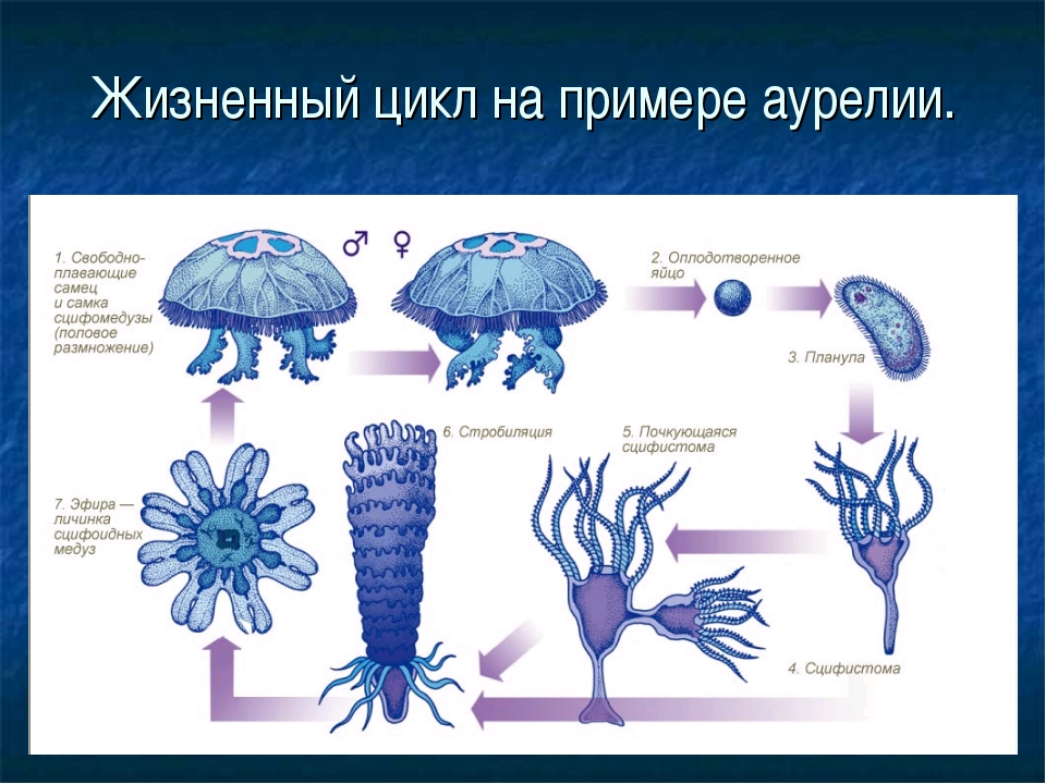 Одноклеточные животные кишечнополостные. Жизненного цикла медузы Аурелии ушастой.