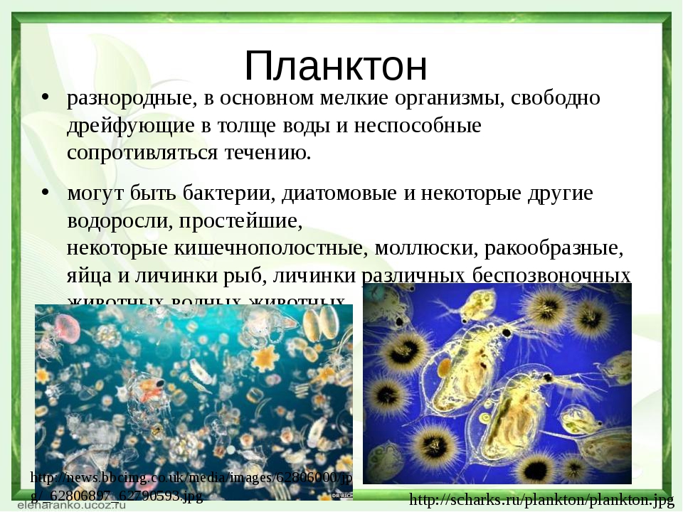 Характеристика организмов планктон. Планктон это в биологии. Сообщение про планктона по биологии. Мельчайшие организмы. Каковы особенности живых организмов в океане