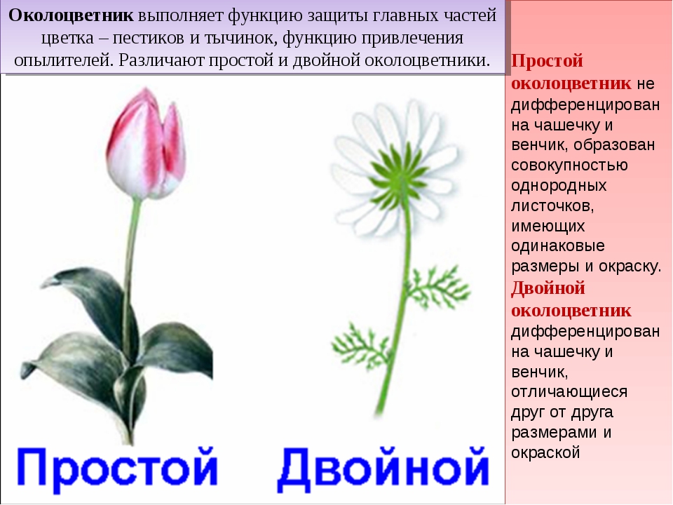 Двойной околоцветник. Околоцветник венчик. Простой околоцветник. Околоцветник это в биологии. Околоцветник образован.