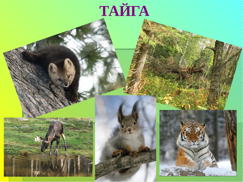 Какие животные в природной зоне тайга. Тайга Евразии растительность и животный мир. Животные зоны лесов тайги. Животный мир тайги в Евразии. Природный мир тайги.
