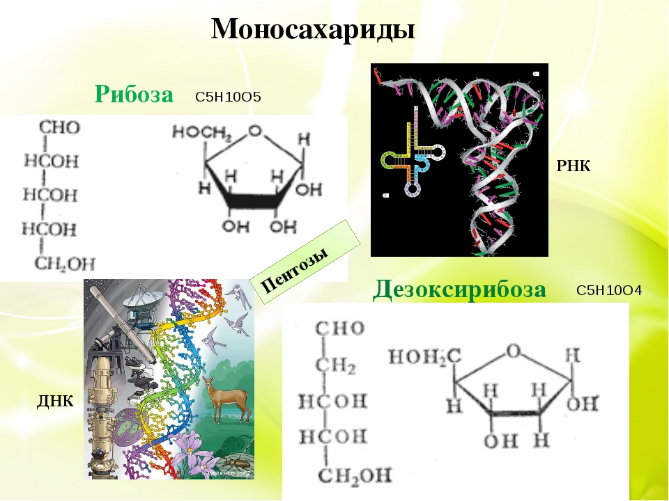 Углевод днк. Бета дезоксирибоза. 2-Дезоксирибоза структурная формула. Рибоза и дезоксирибоза в ДНК И РНК. Дезоксирибоза циклическая формула.