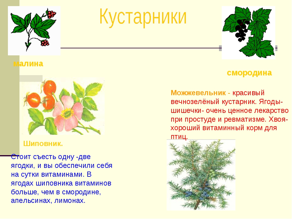 Название кустиков. Дикорастущие кустарники названия. Дикорастущие кустарники 2. Кустарники дикорастущие кустарники. Кустарники список для детей.