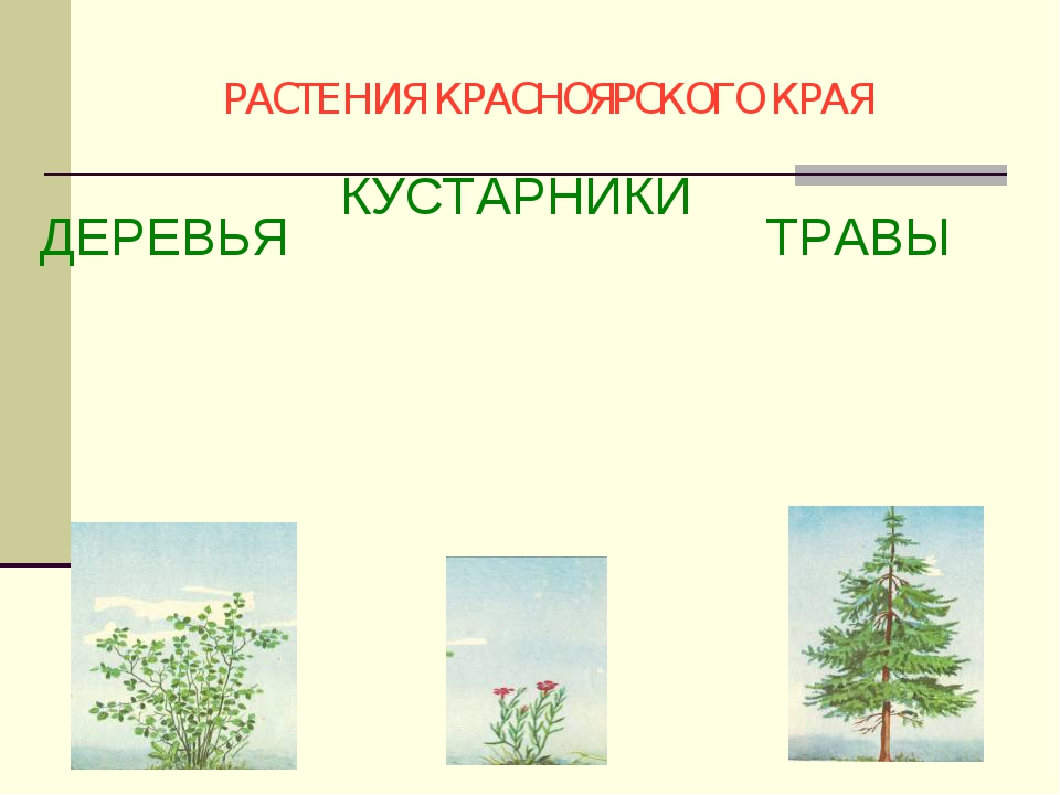 Привести примеры растений деревья. Деревья кустарники травы. Растения Красноярского края. Дикорастущие кустарники и травы. Растения деревья Красноярского края.