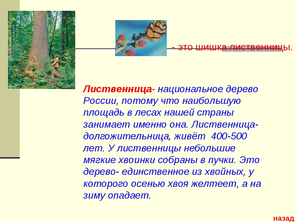 Лиственница символ. Лиственница символ России. Национальное дерево России лиственница. Презентация лиственница национальное дерево России. Национальное дерево России доклад.