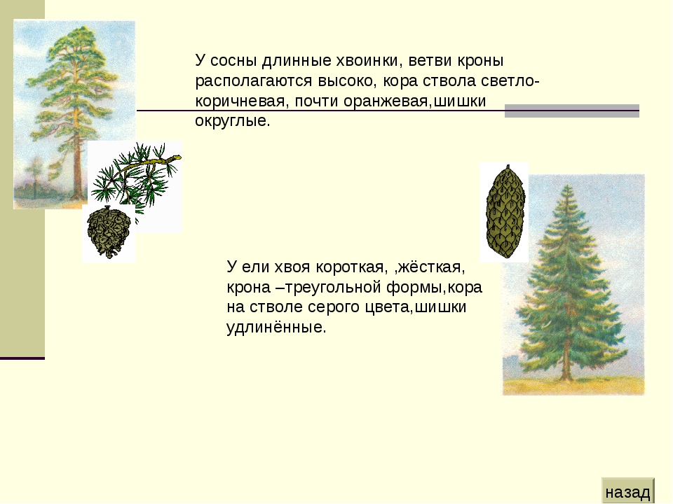 Почему в лесу нижние ветки у сосны. Расположение веток у ели. Форма кроны у сосны ели и лиственницы. Расположение ветвей у сосны. Расположение веток у ели и сосны.