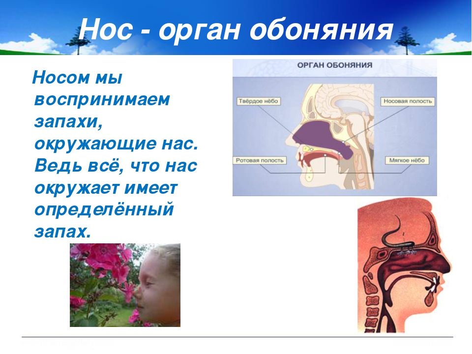 Органы вкуса и обоняния презентация