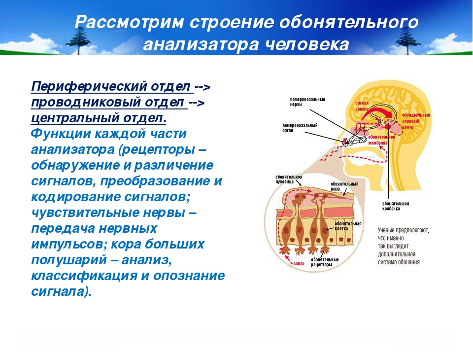 Подкорковые центры обоняния. Обонятельный анализатор строение и функции. Строение проводникового отдела обонятельного анализатора. Схема строения обонятельного анализатора. Обонятельный анализатор раздражительность строение анализатора.