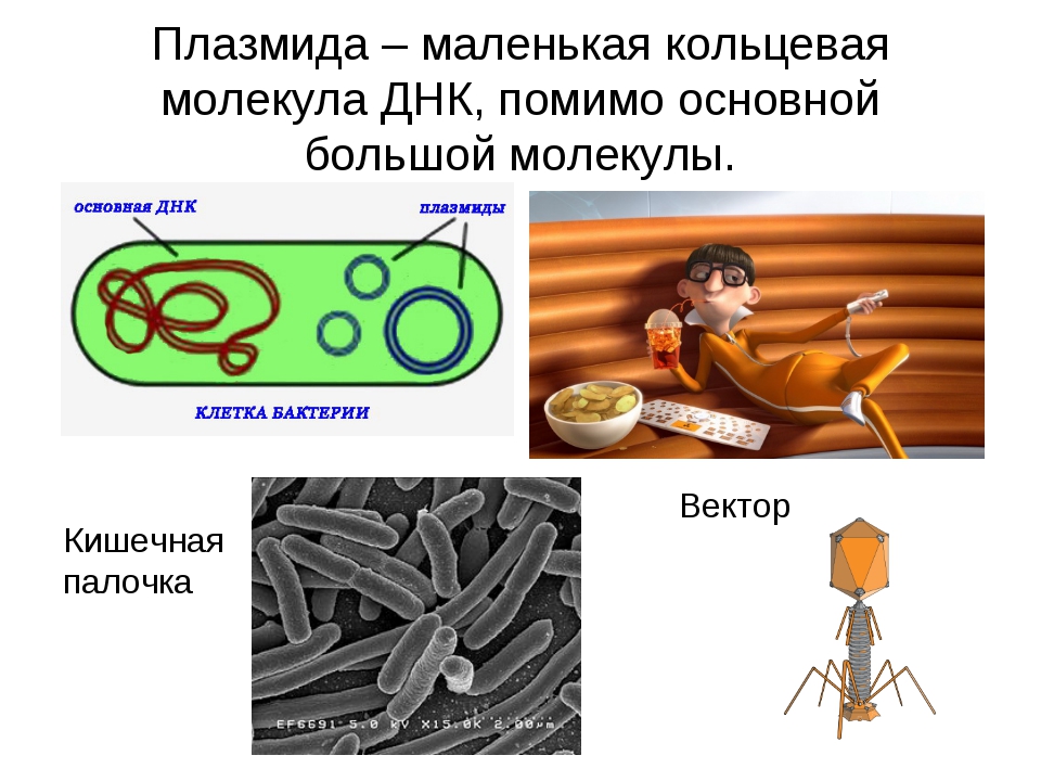 Кольцевая молекула. Кольцевая ДНК. Кольцевая молекула ДНК. Кольцевая молекула ДНК характерна для. Плазмиды небольшие кольцевые молекулы ДНК.