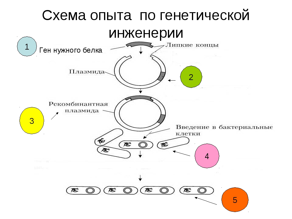 Этапы генной инженерии схема