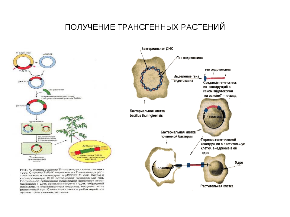 Получение гена. Схема получения трансгенных растений. Схема получения ГМО. Схема создания ГМО растений. Методы получения трансгенных растений.