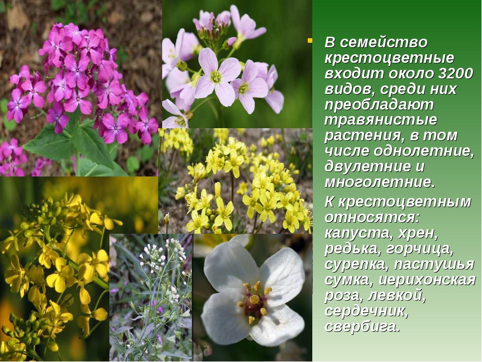 вечеринки картинки крестоцветных семейств некоторым