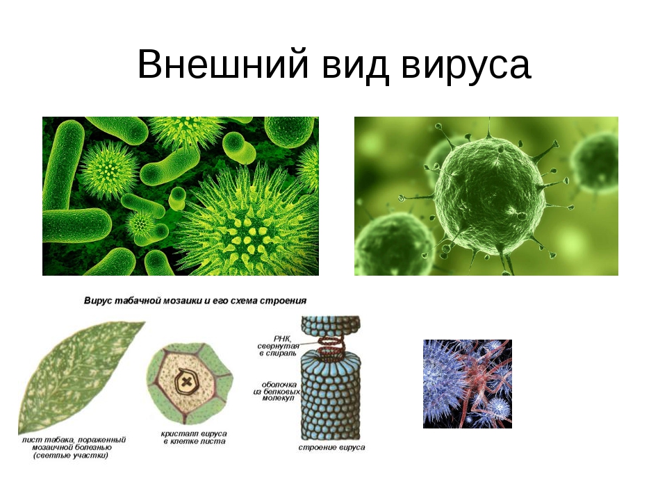 Какие есть вирусы. Виды вирусов. Вирусы виды вирусов. Виды биологических вирусов. Вирусы названия биология.