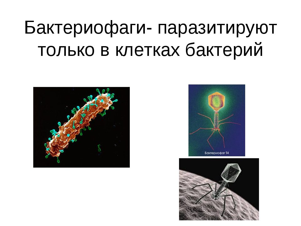 Проект по биологии 5 класс на тему бактерии в жизни человека