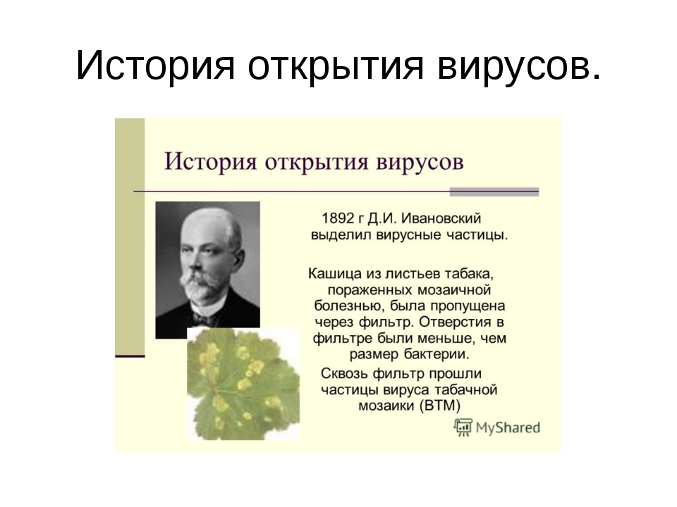 Вирусы были открыты. История открытия вирусов таблица. Первым ученым, открывшим вирусы. История открытия вирусов вируса. История открытия вирусов биология.