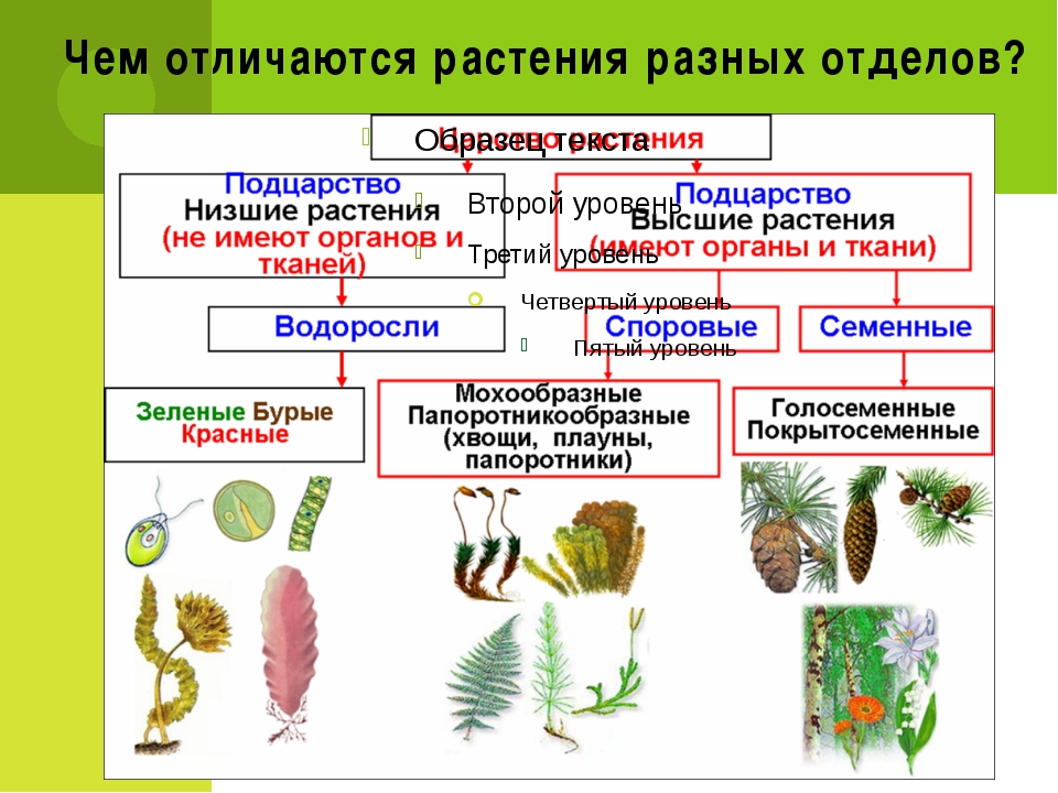 Рассмотрите рисунок 99 учебника опишите отличительные особенности растений разного возраста