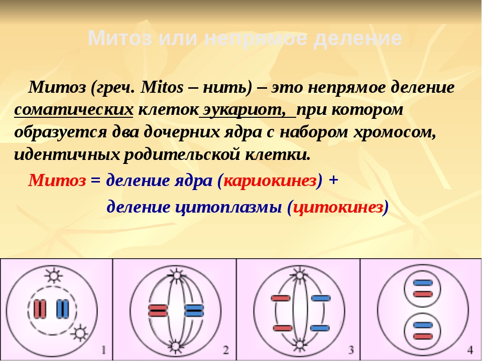 ПРЕЗЕНТАЦИЯ НА ТЕМУ МИТОЗ СКАЧАТЬ БЕСПЛАТНО ПРЕЗЕНТАЦИЯ НА ТЕМУ МИТОЗ СКАЧАТЬ БЕСПЛАТНО