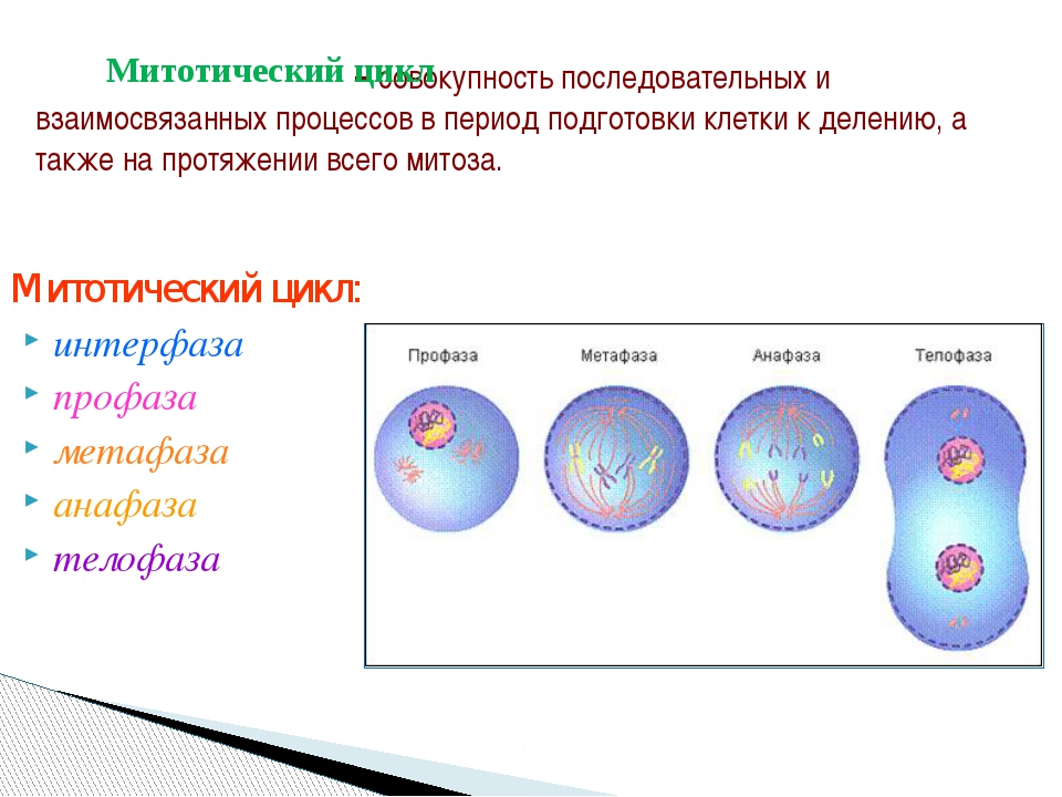 Митотическое деление. Митотический цикл интерфаза. Интерфаза подготовка клетки к делению. Митотический цикл деления клетки. Митоз подготовка клетки к делению.