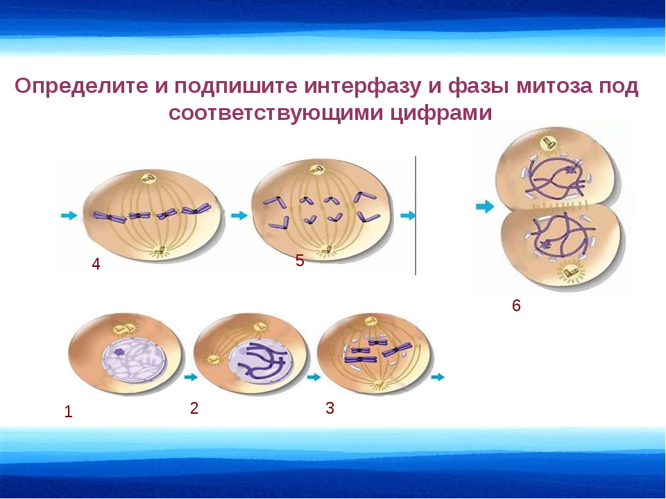 Деление клеток митоз класс. Деление клетки митоз биология 10 класс. Биология 10 класс деление клетки митоз задания. Фазы деления клетки интерфаза. Митоз 9 класс.