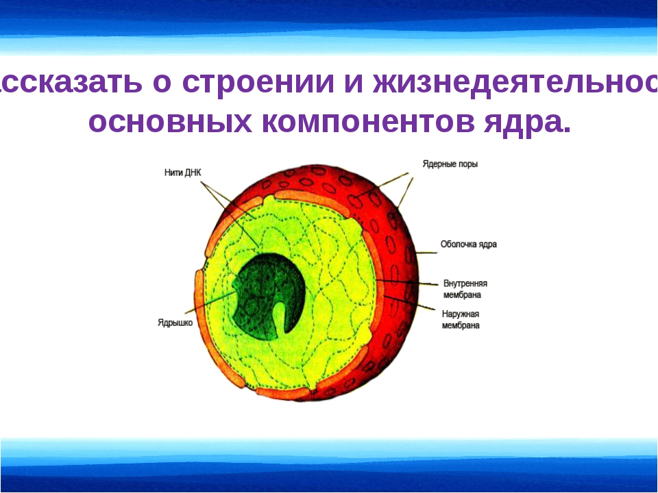 Главным компонентом ядра являются. Структурные компоненты ядра. Основные компоненты ядра клетки. Перечислите компоненты ядра. Основные элементы ядра.