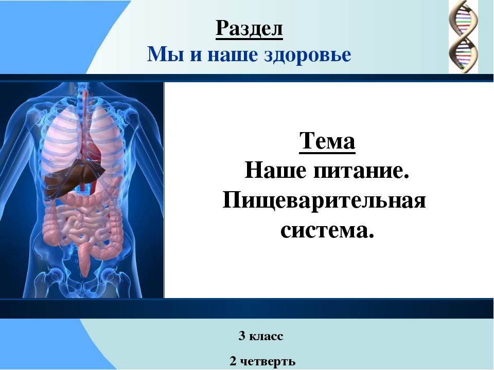 Презентация организм человека 3 класс школа