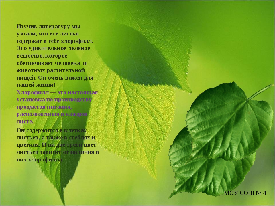 Песня лист зеленый лист резной. Стих листья. Лист для стиха красивый. Стихи про листья деревьев. Исследовательская работа про листья.