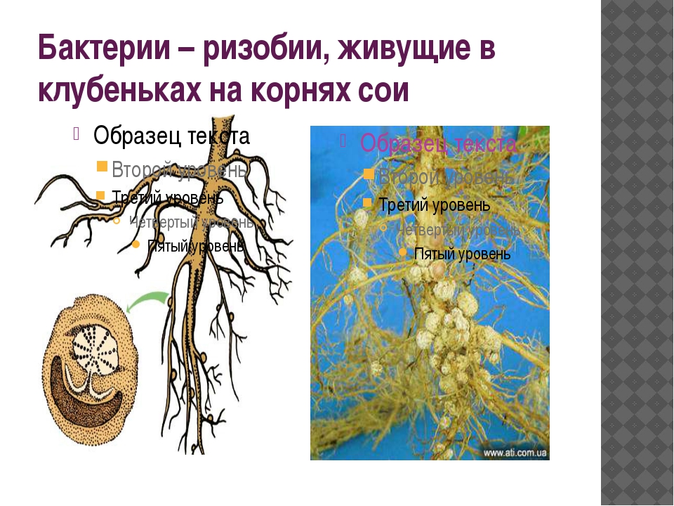 Микрофлора верхних дыхательных путей микробиология презентация