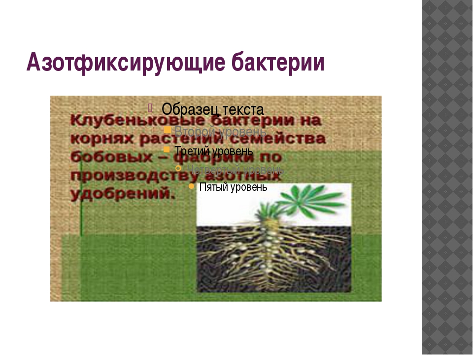 Азотфиксирующие бактерии относят. Азотфиксирующие бактерии. Азотфиксирующие бактерии и бобовые. Азотфиксирующие бактерии схема. Азотфиксирующие бактерии относятся к.