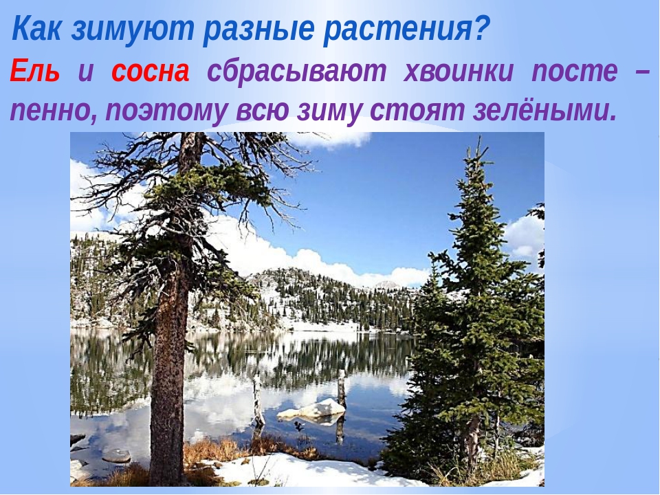 Зима живая неживая природа. Зимние изменения в живой природе. Зима изменения в природе. Изменения в живой природе зимой. Живая и неживая природа зимой.