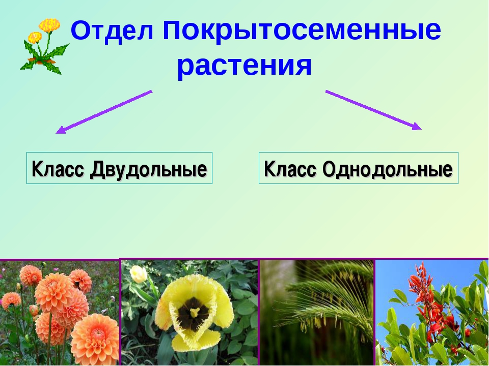 Презентация по биологии 6 класс семейства класса однодольные