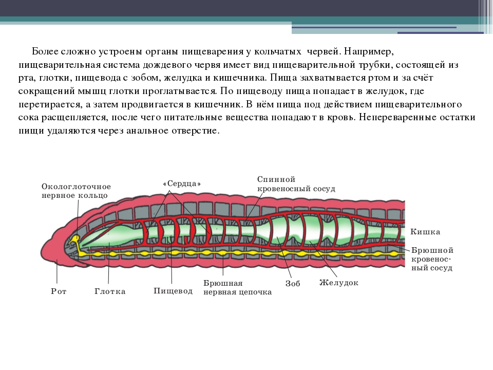 Сегмент дождевого червя. Кольчатые черви строение. Пищеварительная система кольчатого червя. Отделы пищеварительной системы кольчатых червей. Кольчатые черви внутреннее строение.